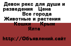 Девон рекс для души и разведения › Цена ­ 20 000 - Все города Животные и растения » Кошки   . Крым,Ялта